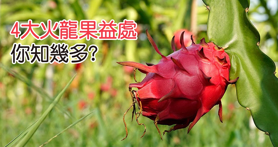 4大火龍果益處你知幾多?